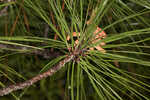 Pond pine